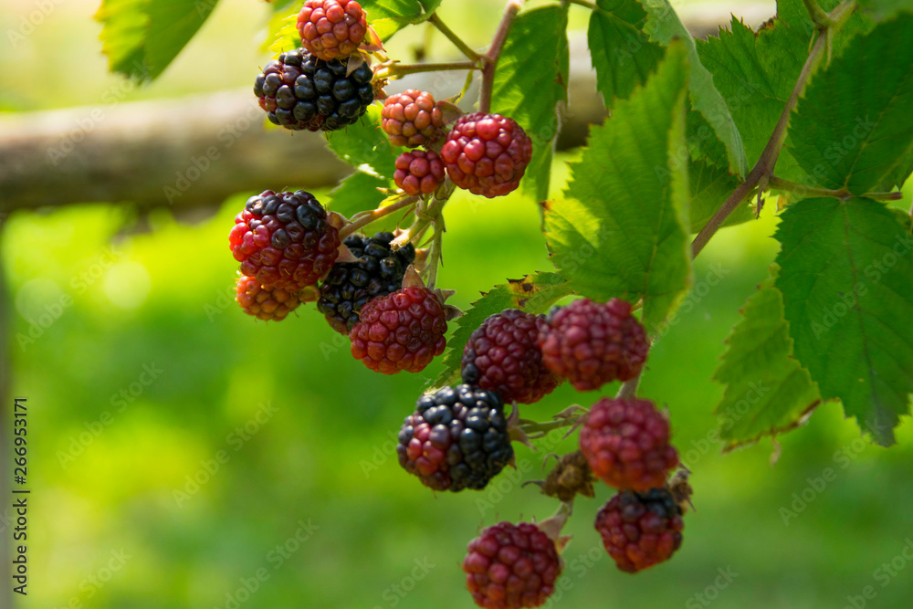 Clusters of large berries of high-quality blackberry without thorns. Clusters of large berries of high-quality blackberry without thorns.