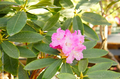 A blooming pink azelea or rhodendron flowers with green leaves  photo