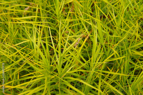 Fototapeta Naklejka Na Ścianę i Meble -  Carex muskingumensis or palm sedge green grass background