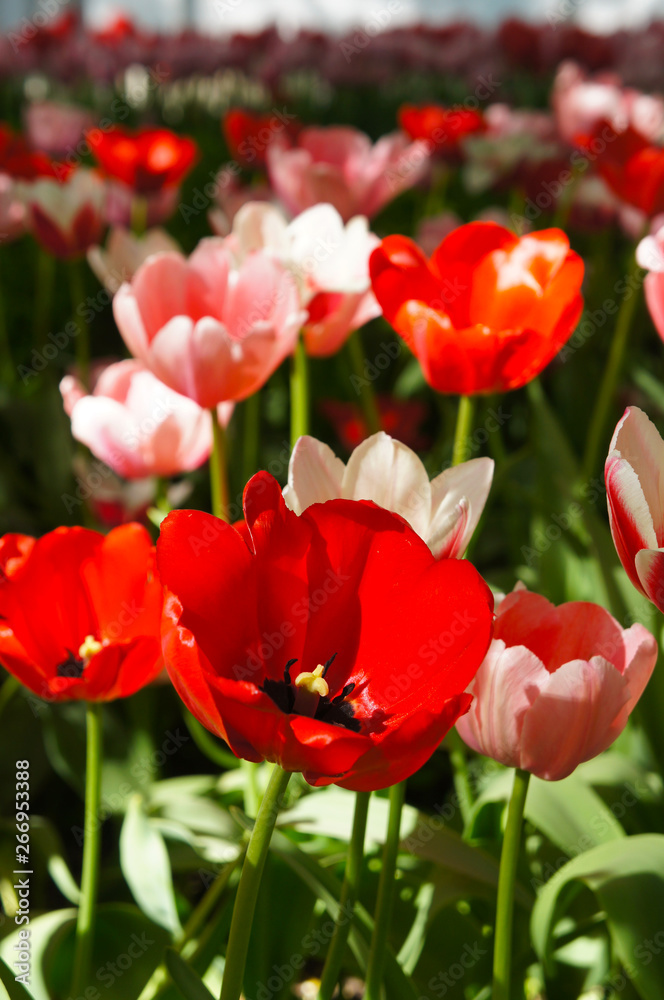 Red tulips flowering in the garden vertcial