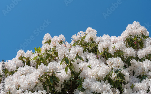 white blossoms on rhododendron tree blue skies behind.
