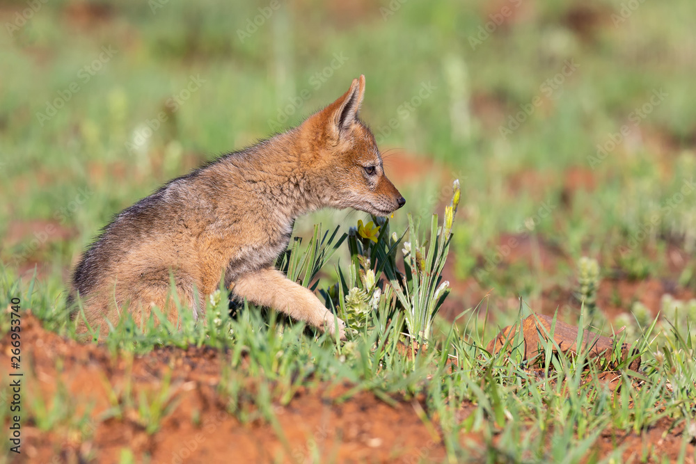 Lone Black Backed Jackal pup sitting in short green grass explore the world Lone Black Backed Jackal pup sitting in short green grass explore the world