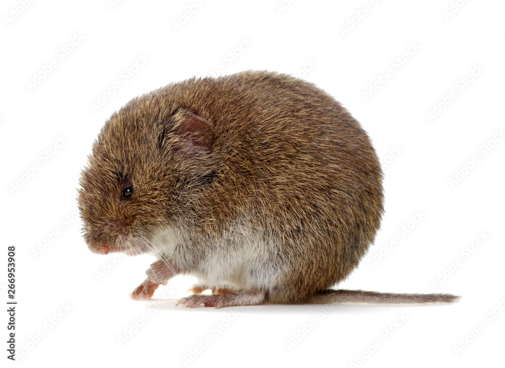 Mouse isolated on white Mouse isolated on white