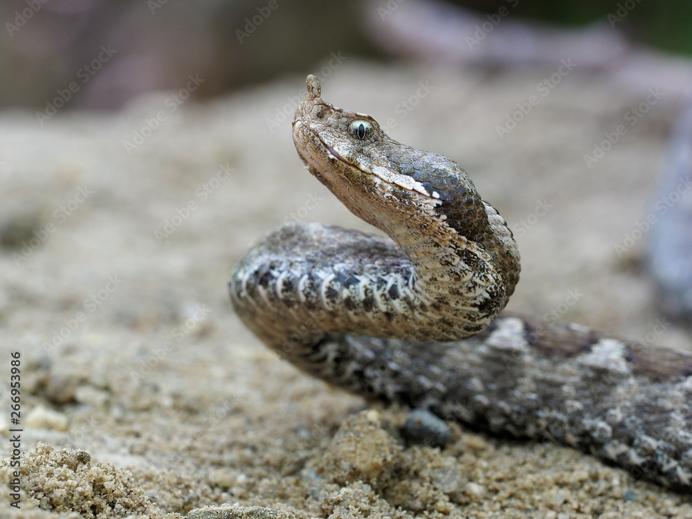 Obraz premium Nose-horned viper, Vipera ammodytes