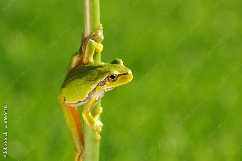 Obraz premium Green tree frog on grass