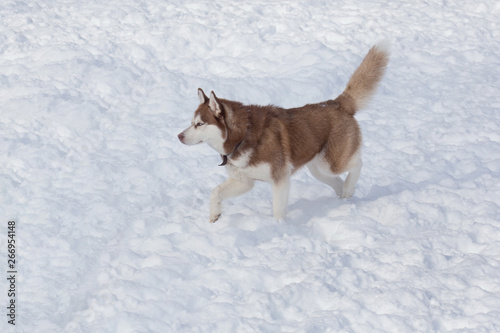 Cute siberian husky is walking on a white snow. Pet animals. Pet animals. photo