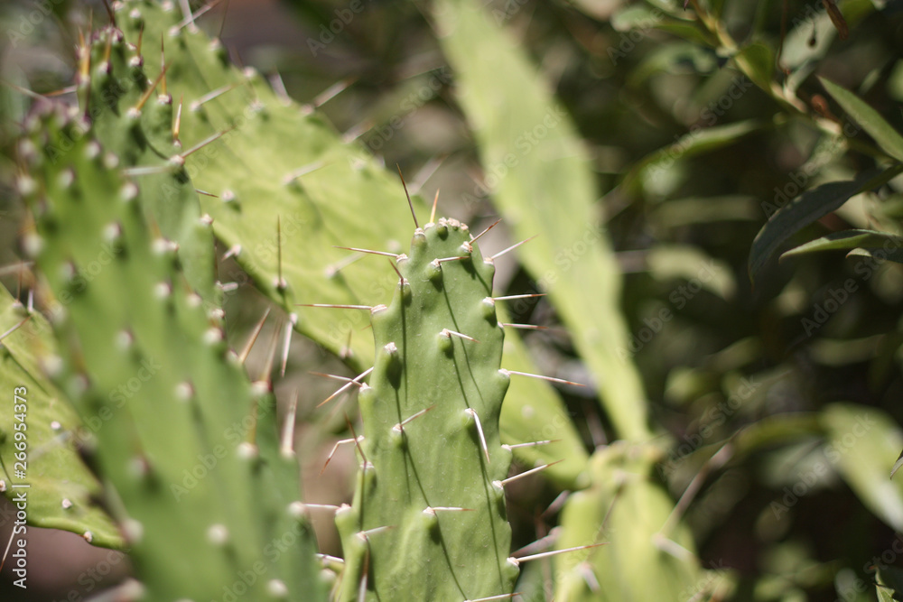 Cactus espinoso Cactus espinoso