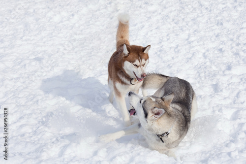 Two siberian husky are playing on a white snow. Pet animals. photo