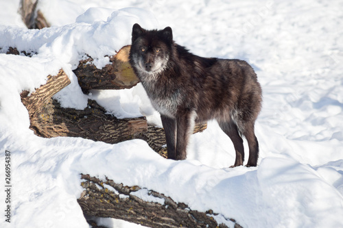 Black canadian wolf is looking at the camera. Canis lupus pambasileus.