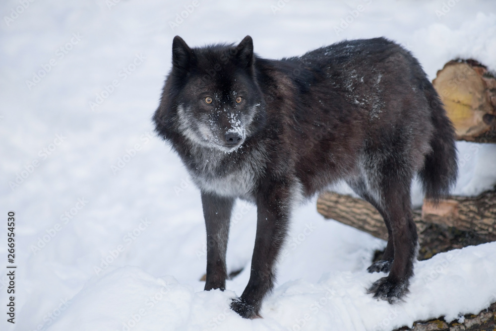 Black canadian wolf is standing on a white snow. Canis lupus ...