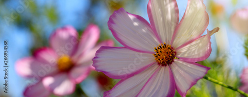 Macro Shot of white Cosmos flower.