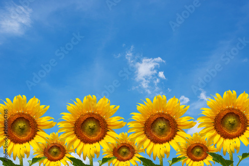 Collection of sunflowers with blue sky background