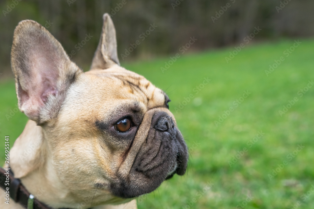 Close up dog face. Pale French bulldog stay on the  green grass background.