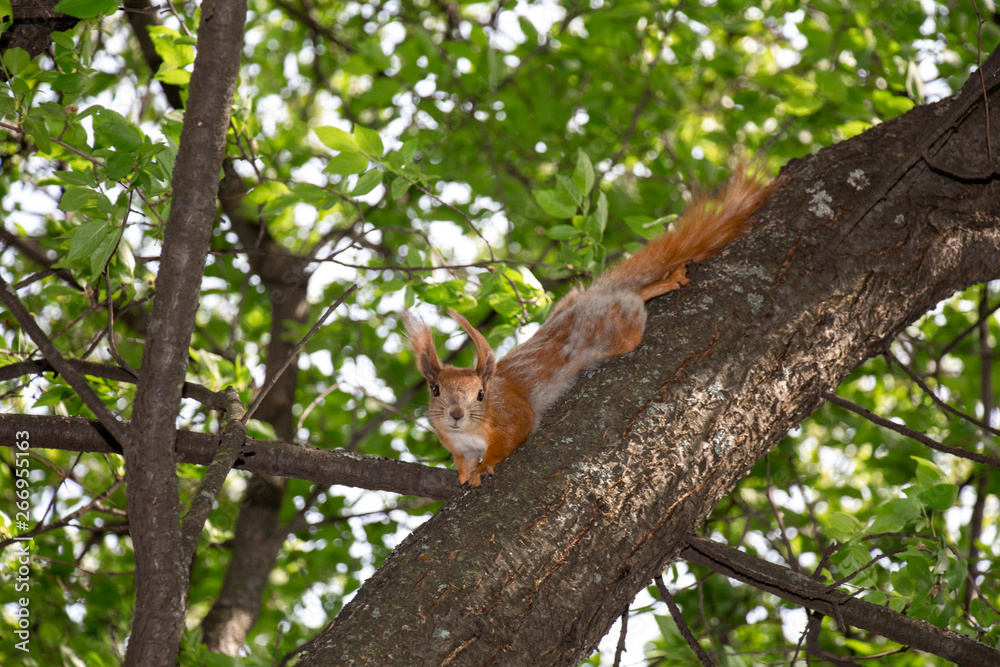 Red squirrel on the branch