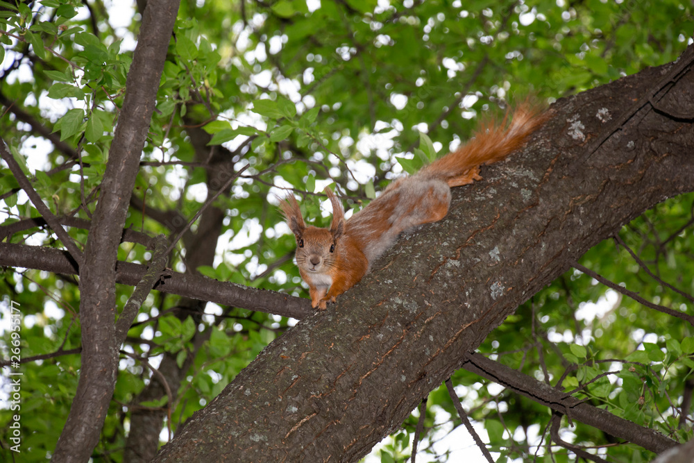 Red squirrel on the branch