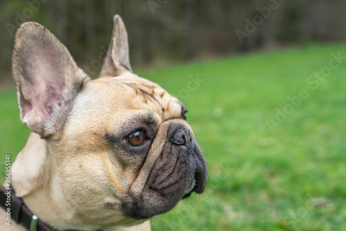 Close up dog face. Pale French bulldog stay on the  green grass background. © GenоМ.