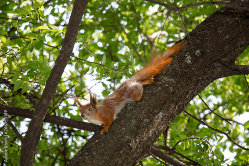 Red squirrel on the branch