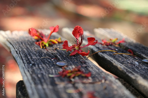 Flor do flamboyant photo