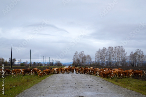 Herd of brown cows crossing the road. Cloudy day. Altai Republic, Russia.
