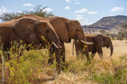 Elefants walking through the grass