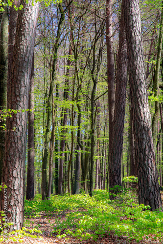 Beech forest during spring time