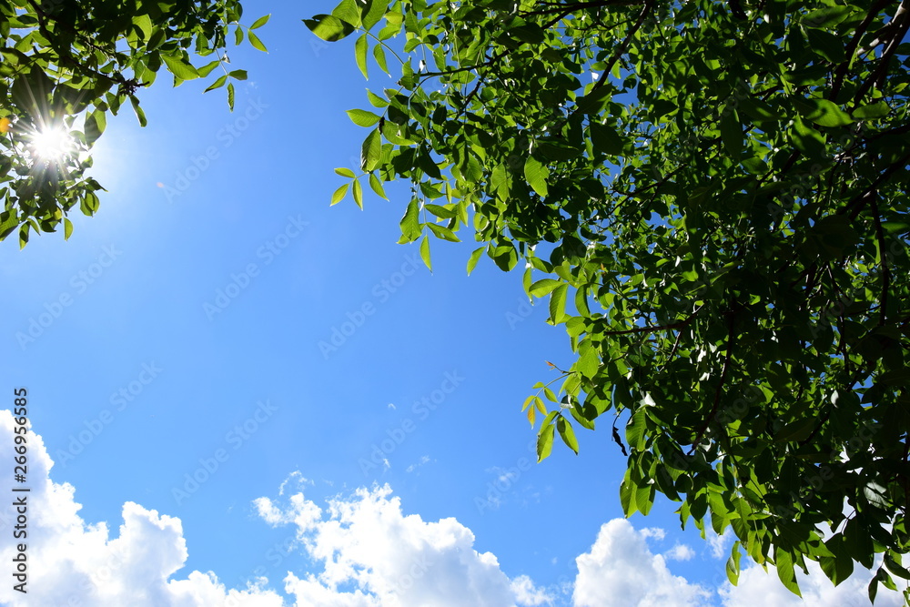 Fototapeta premium Grüne Walnussblätter - blauer Himmel - Wolken und Sonnenschein