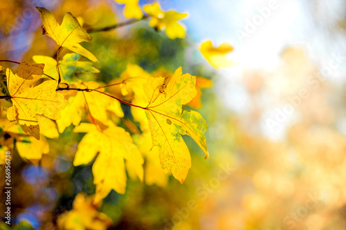 Obraz na płótnie Branch with yellow leaves of maple on a colorful background in sunny weather_ w salonie