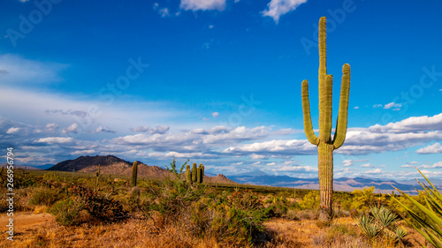 Lone Saguro Cactus In the High Desert Near Phoenix