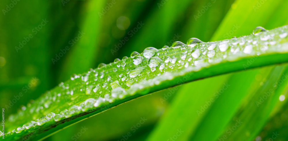 Drops of rain on a green leaf of iris_ Drops of rain on a green leaf of iris_