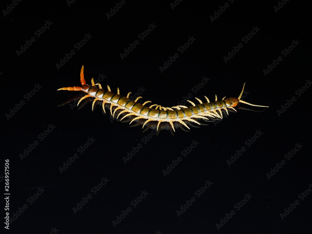 Obraz premium Scolopendra cingulata, also known as Megarian banded centipede and the Mediterranean banded centipede