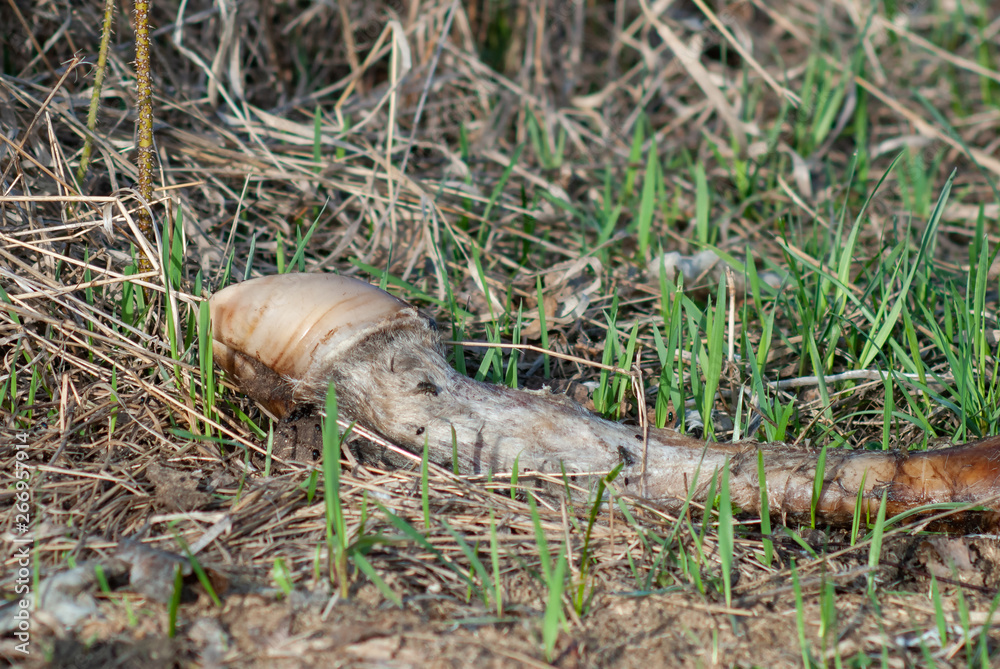 Elk leg bones from a dead elk in the forest on the ground. Elk leg bones from a dead elk in the forest on the ground.