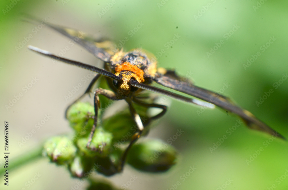 This butterfly insect, yellow hair, black body and two antennas in the head This butterfly insect, yellow hair, black body and two antennas in the head