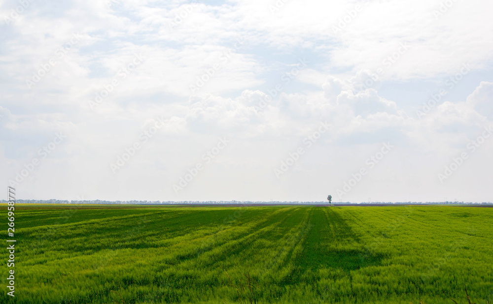 Obraz premium Agricultural field in the spring