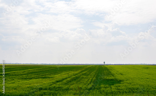 Agricultural field in the spring