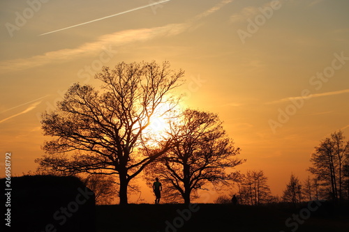 silhouette of a tree at sunset