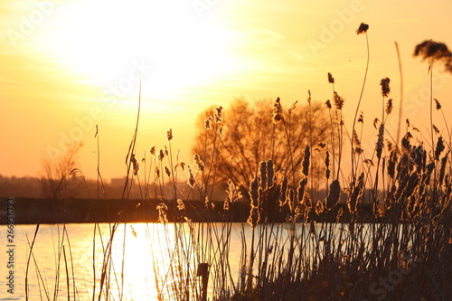 sunset over the lake with wheat grass silhouette