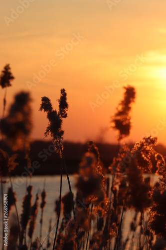 Silhouette of wheat grass at sunset 