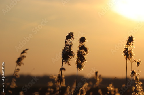 Silhouette of wheat grass at sunset 