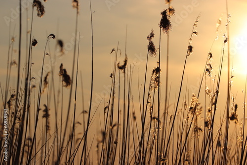 Silhouette of wheat grass at sunset 