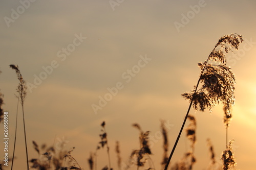 Silhouette of wheat grass at sunset 
