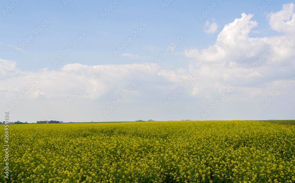 Agricultural field in the spring Agricultural field in the spring