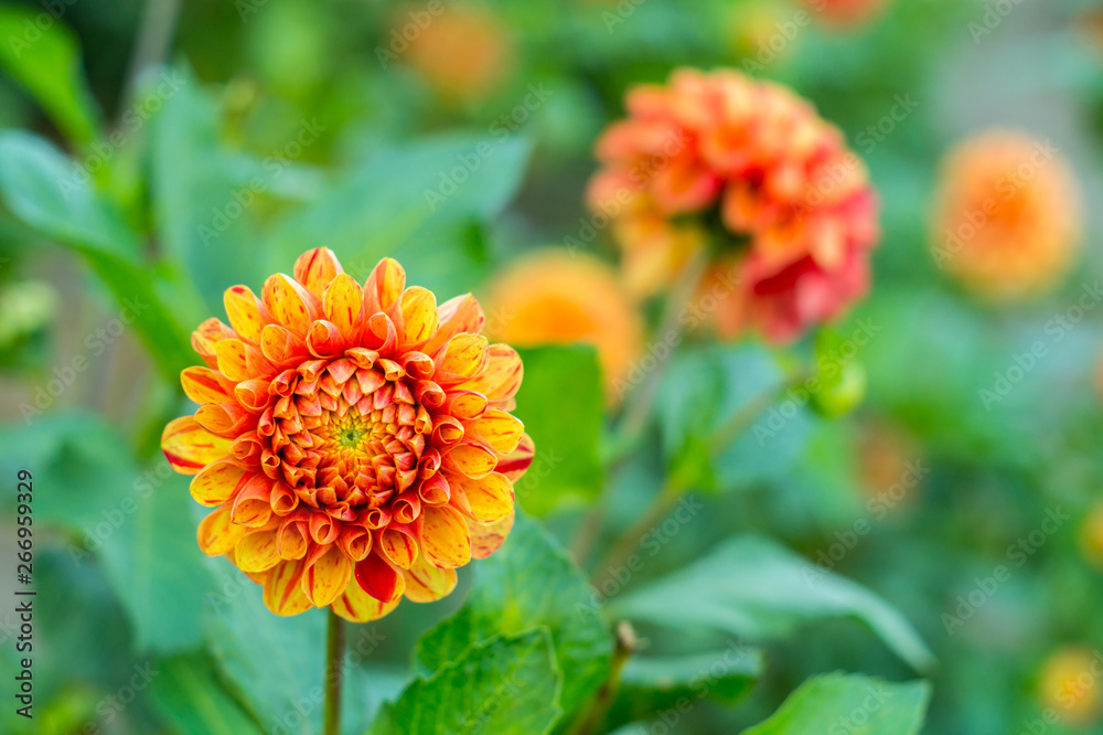 Orange dahlia flower on the bush Orange dahlia flower on the bush
