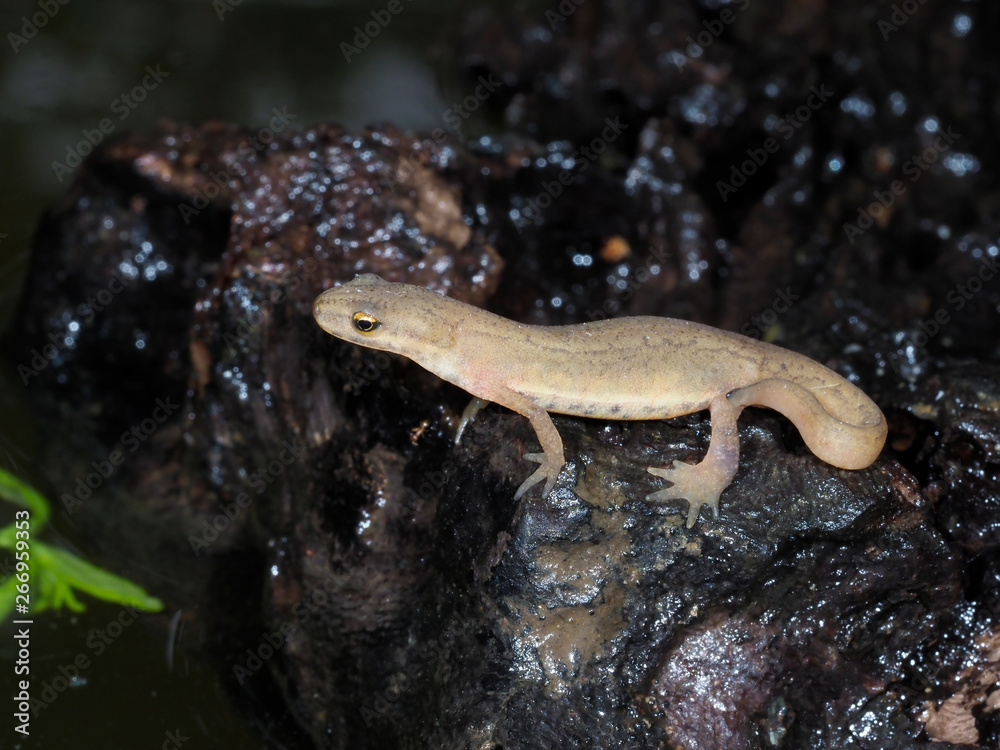 Smooth newt or common newt, Lissotriton vulgaris Smooth newt or common newt, Lissotriton vulgaris