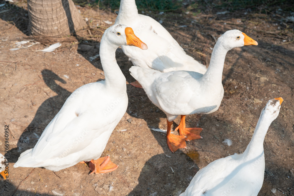 white geese looks questioningly at camera. - Domestic goose. A group of geese can be called a gaggle when they are on the ground or in the water, and a skein or a wedge when they are in flight. white geese looks questioningly at camera. - Domestic goose. A group of geese can be called a gaggle when they are on the ground or in the water, and a skein or a wedge when they are in flight.