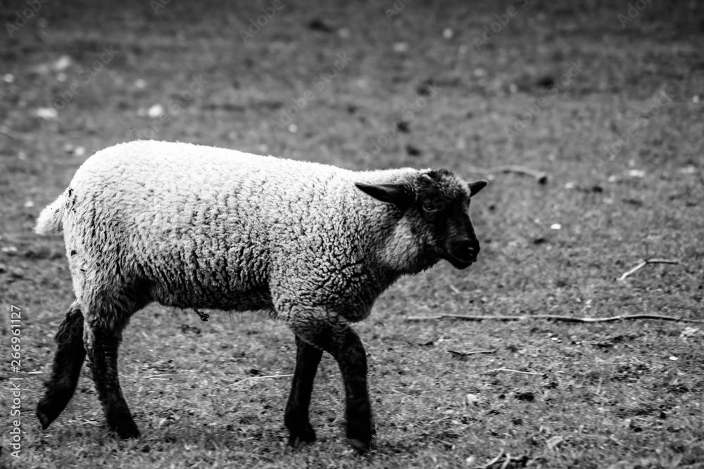 Obraz premium Sheep on local farm on spring day