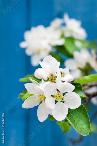 Flowering branch of apple tree in a spring
