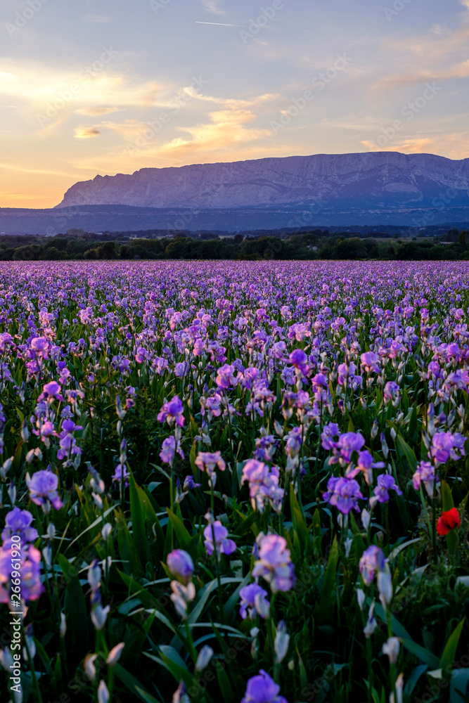 Champ d'iris pallida en Provence, France, coucher de soleil. Montagne Sainte-Victoire en arrière-plan.	