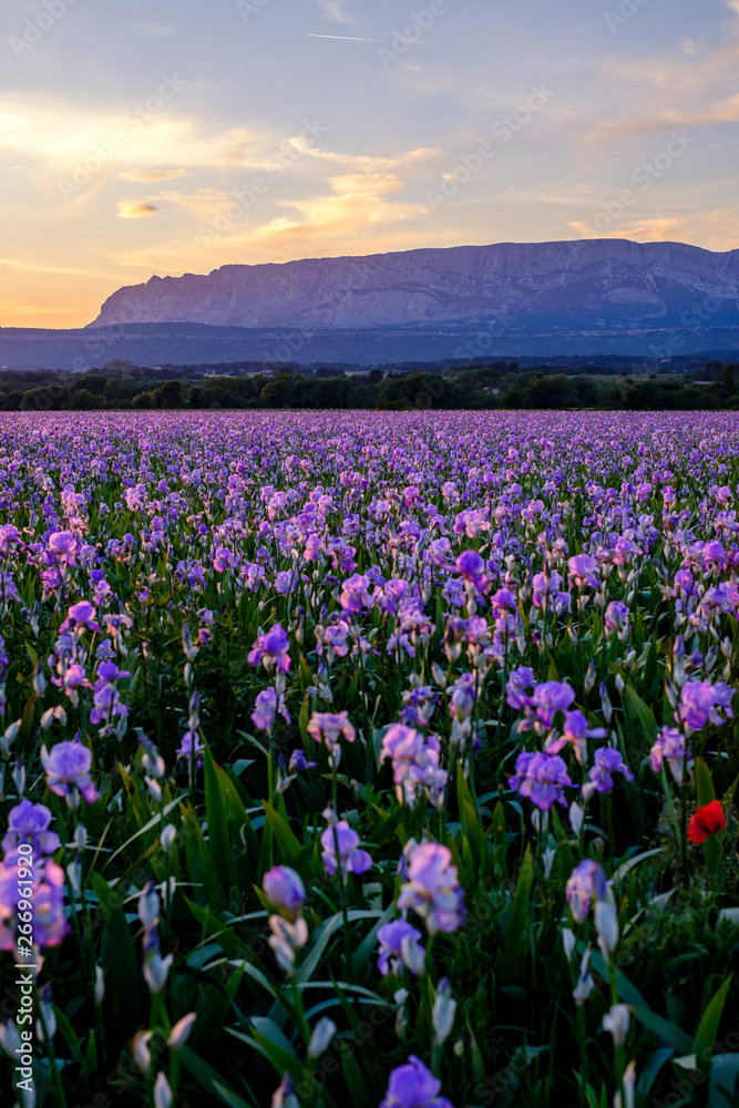 Champ d'iris pallida en Provence, France, coucher de soleil. Montagne Sainte-Victoire en arrière-plan. Champ d'iris pallida en Provence, France, coucher de soleil. Montagne Sainte-Victoire en arrière-plan.