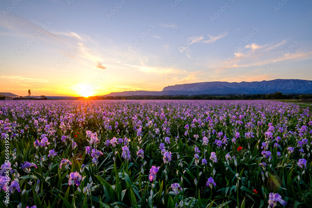 Champ d'iris pallida en Provence, France, coucher de soleil. Montagne Sainte-Victoire en arrière-plan.