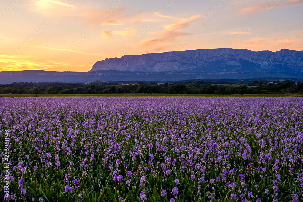 Champ d'iris pallida en Provence, France, coucher de soleil. Montagne Sainte-Victoire en arrière-plan.